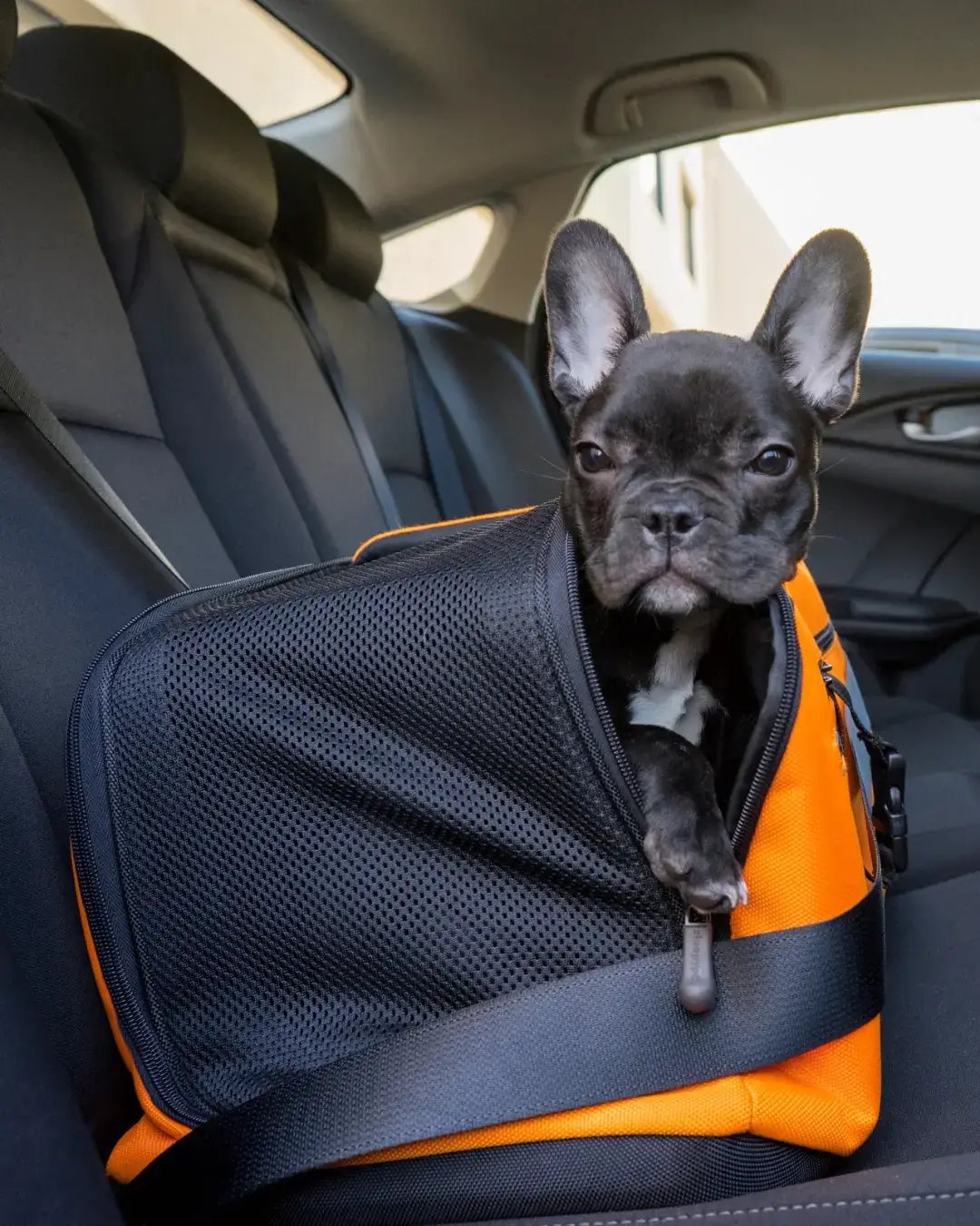Sleepypod dog bag