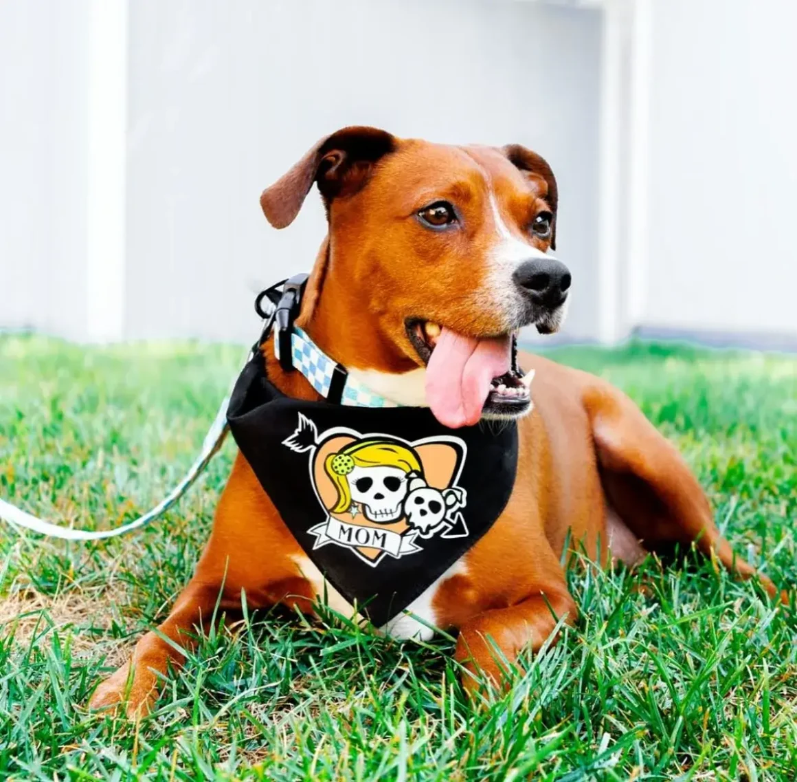 RACKETPACK Dog Gear